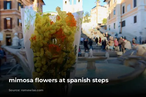 mimosa flowers at spanish steps