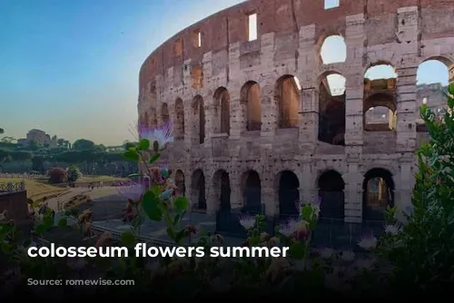 colosseum flowers summer