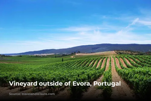 Vineyard outside of Evora, Portugal