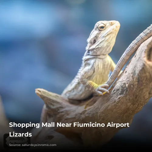 Shopping Mall Near Fiumicino Airport - Lizards