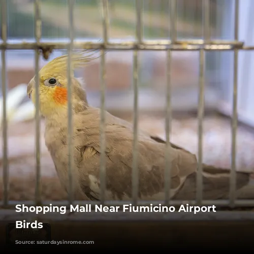 Shopping Mall Near Fiumicino Airport - Birds