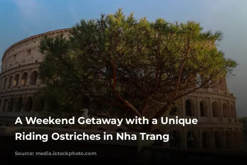 A Weekend Getaway with a Unique Twist: Riding Ostriches in Nha Trang