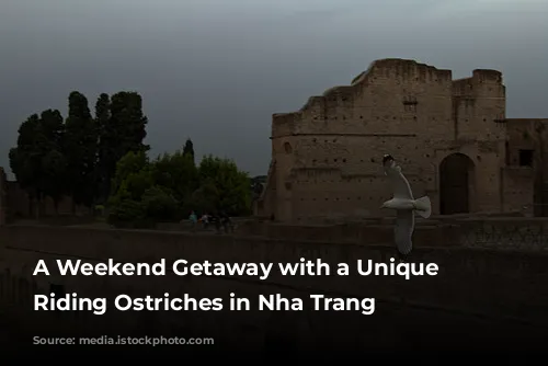 A Weekend Getaway with a Unique Twist: Riding Ostriches in Nha Trang