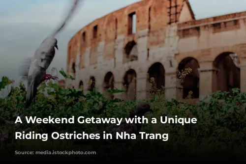 A Weekend Getaway with a Unique Twist: Riding Ostriches in Nha Trang