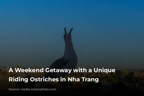 A Weekend Getaway with a Unique Twist: Riding Ostriches in Nha Trang