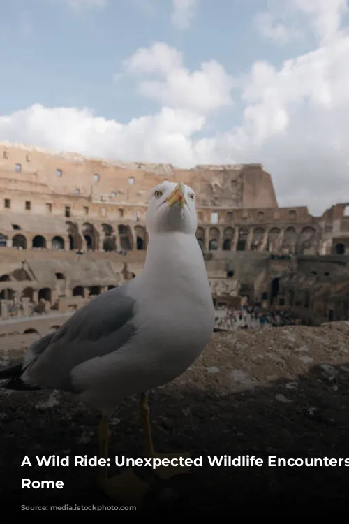 A Wild Ride: Unexpected Wildlife Encounters in Rome