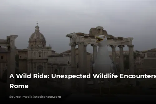 A Wild Ride: Unexpected Wildlife Encounters in Rome