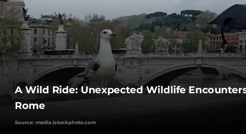 A Wild Ride: Unexpected Wildlife Encounters in Rome