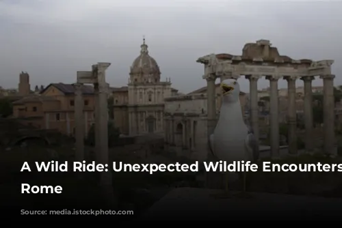 A Wild Ride: Unexpected Wildlife Encounters in Rome