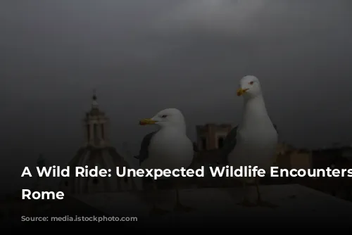 A Wild Ride: Unexpected Wildlife Encounters in Rome