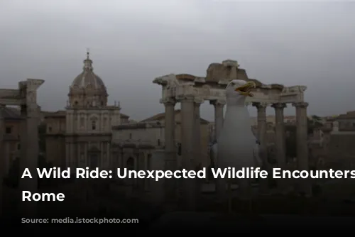 A Wild Ride: Unexpected Wildlife Encounters in Rome