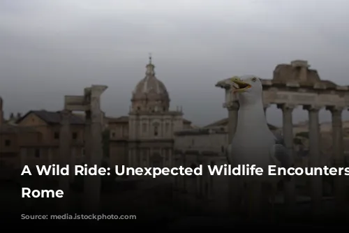 A Wild Ride: Unexpected Wildlife Encounters in Rome