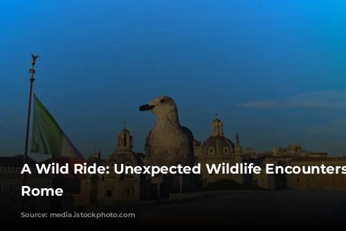 A Wild Ride: Unexpected Wildlife Encounters in Rome