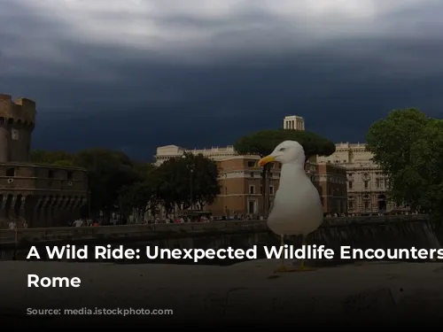 A Wild Ride: Unexpected Wildlife Encounters in Rome