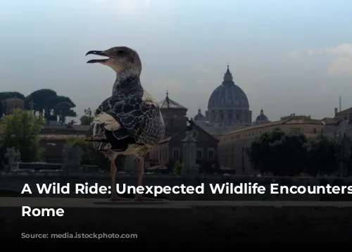 A Wild Ride: Unexpected Wildlife Encounters in Rome