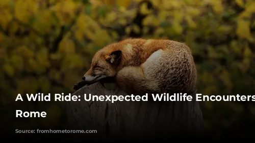 A Wild Ride: Unexpected Wildlife Encounters in Rome