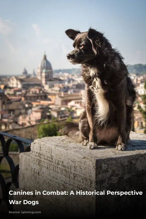 Canines in Combat: A Historical Perspective on War Dogs