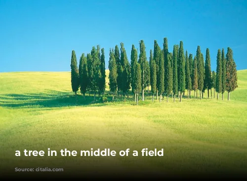 a tree in the middle of a field