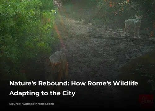 Nature's Rebound: How Rome's Wildlife Is Adapting to the City