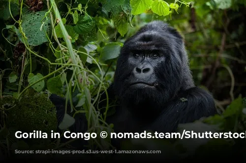 Gorilla in Congo © nomads.team/Shutterstock