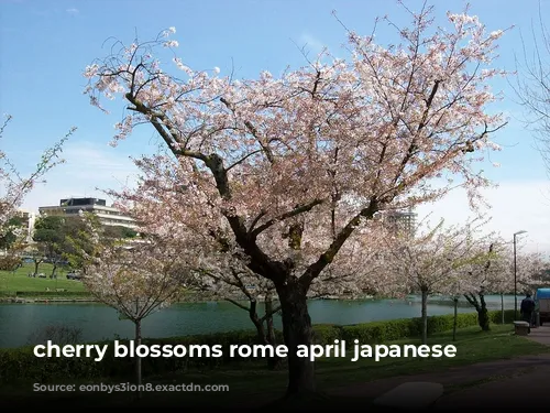 cherry blossoms rome april japanese tree