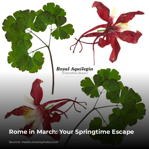 Rome in March: Your Springtime Escape Awaits!