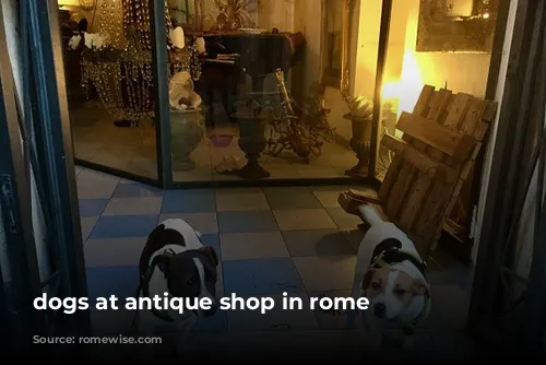 dogs at antique shop in rome