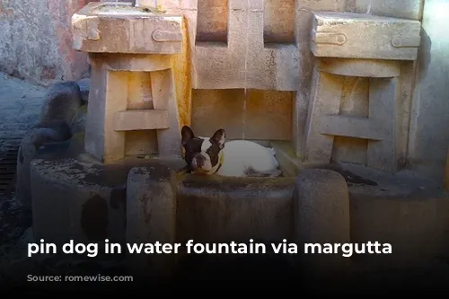 pin dog in water fountain via margutta