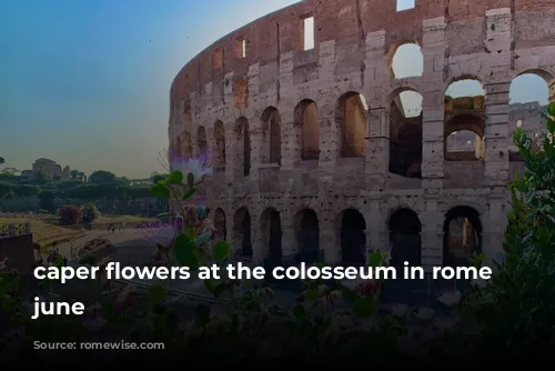 caper flowers at the colosseum in rome in june