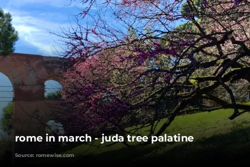 rome in march - juda tree palatine hill