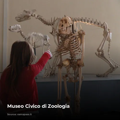 Museo Civico di Zoologia