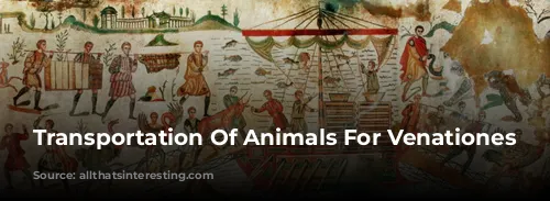 Transportation Of Animals For Venationes