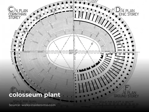 colosseum plant