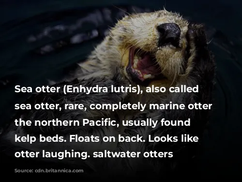 Sea otter (Enhydra lutris), also called great sea otter, rare, completely marine otter of the northern Pacific, usually found in kelp beds. Floats on back. Looks like sea otter laughing. saltwater otters