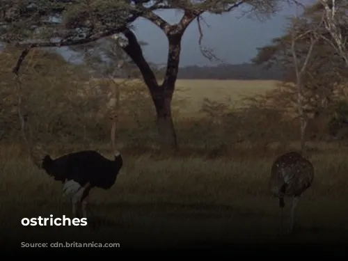 ostriches