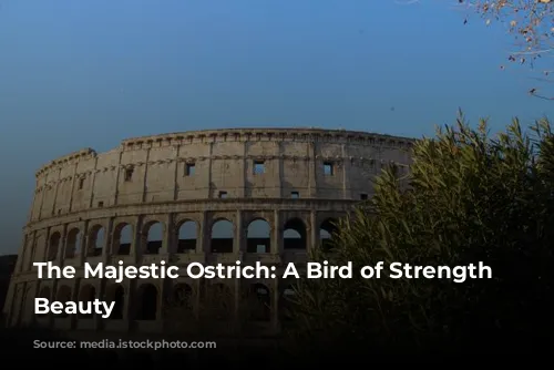 The Majestic Ostrich: A Bird of Strength and Beauty