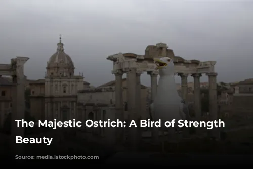 The Majestic Ostrich: A Bird of Strength and Beauty