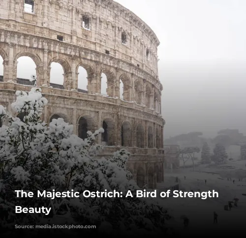 The Majestic Ostrich: A Bird of Strength and Beauty