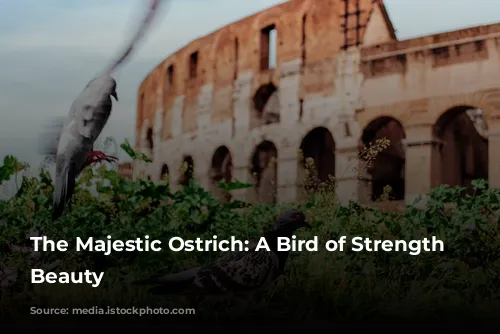 The Majestic Ostrich: A Bird of Strength and Beauty