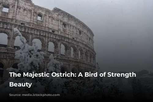 The Majestic Ostrich: A Bird of Strength and Beauty