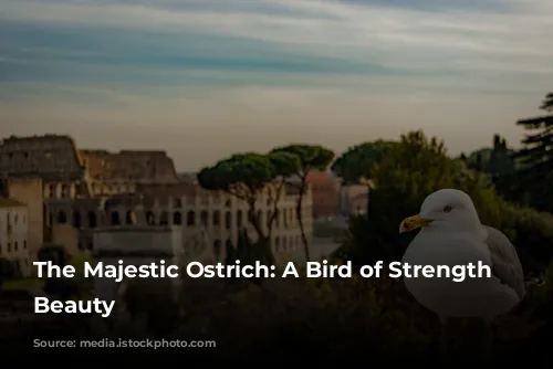 The Majestic Ostrich: A Bird of Strength and Beauty