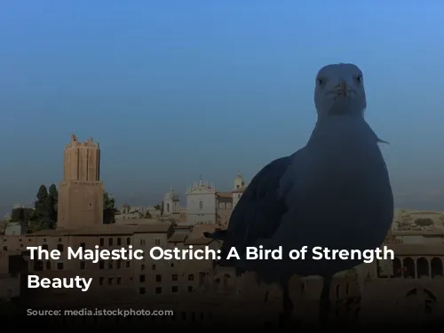 The Majestic Ostrich: A Bird of Strength and Beauty