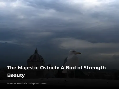 The Majestic Ostrich: A Bird of Strength and Beauty