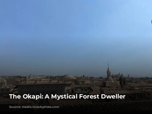 The Okapi: A Mystical Forest Dweller