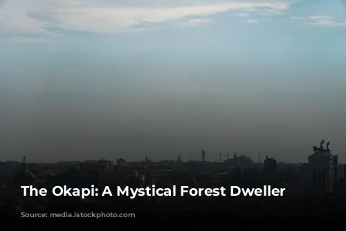 The Okapi: A Mystical Forest Dweller