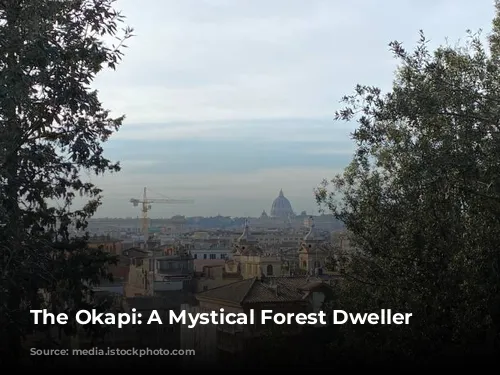 The Okapi: A Mystical Forest Dweller