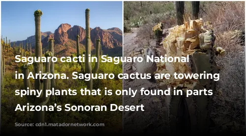 Saguaro cacti in Saguaro National Park in Arizona. Saguaro cactus are towering and spiny plants that is only found in parts of Arizona’s Sonoran Desert