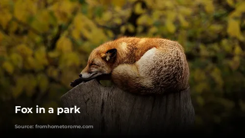 Fox in a park 